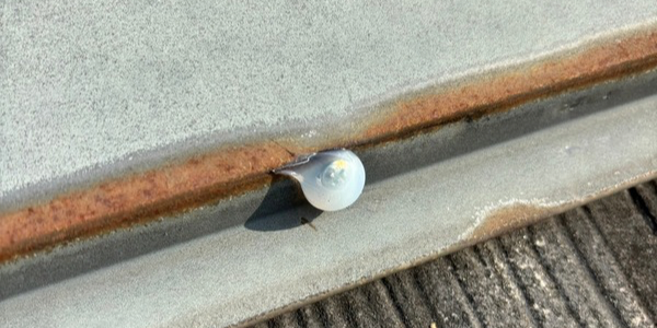 画像：貫板取り換え工事_05